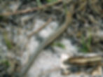 Cryptoblepharus boutonii
