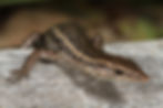 Cryptoblepharus plagiocephalus