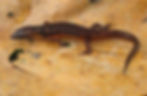 Cophoscincopus simulans