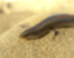 Chalcides bedriagai pistaciae