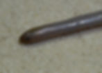 Feylinia grandisquamis