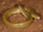 Acontias cf. gracillicauda