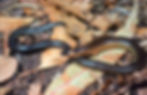 Anomalopus verreauxii