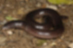 Acontias plumbeus