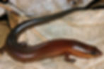 Lygosoma boehmei