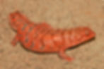 Egernia eos