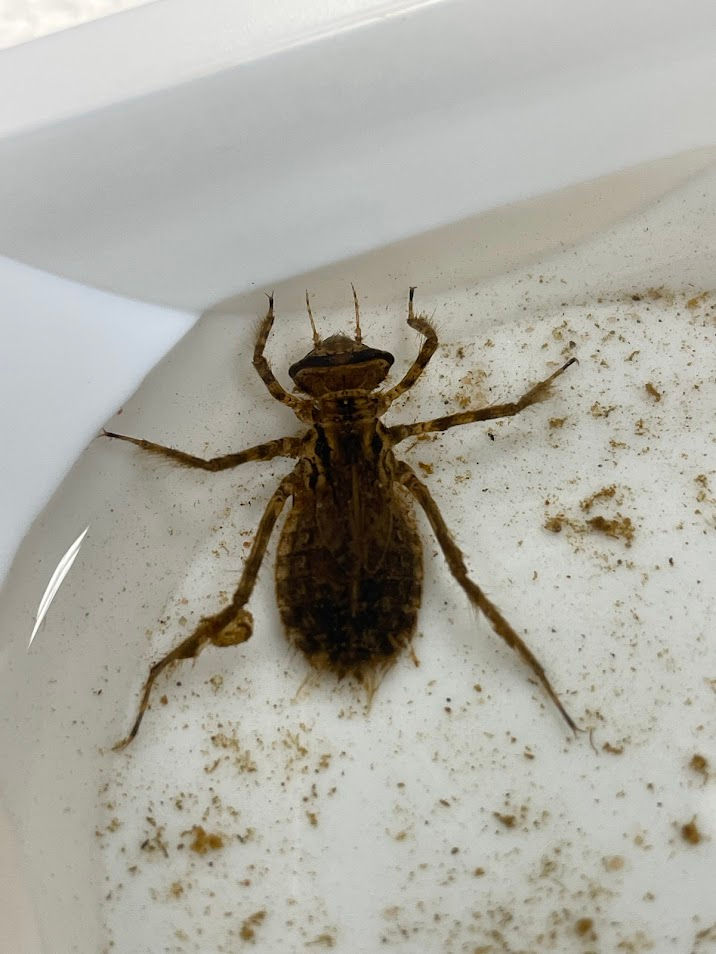 Dragonfly larva