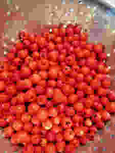 A colander full of Rowan berries