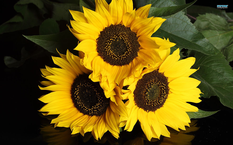 sunflowers-4852-1920x1200