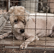 puppymilldogsmall.png