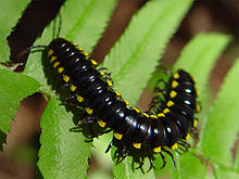 Millipedes that produce cyanide? Tales of the Yellow Spotted Millipede.