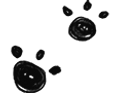 pootjes.png