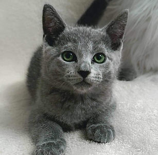 Simon
