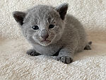 Russian Blue Kittens - 09/07/2021 