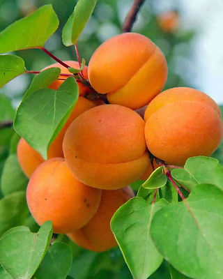 Morning-Gorgeous_Apricots.jpg