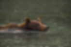 Alaskan-Brown-Bear-Swimming-in-the-water