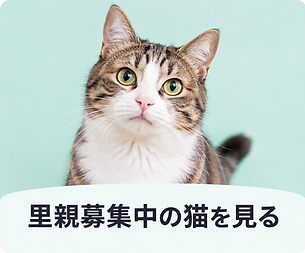 capin_cat_link_card.png