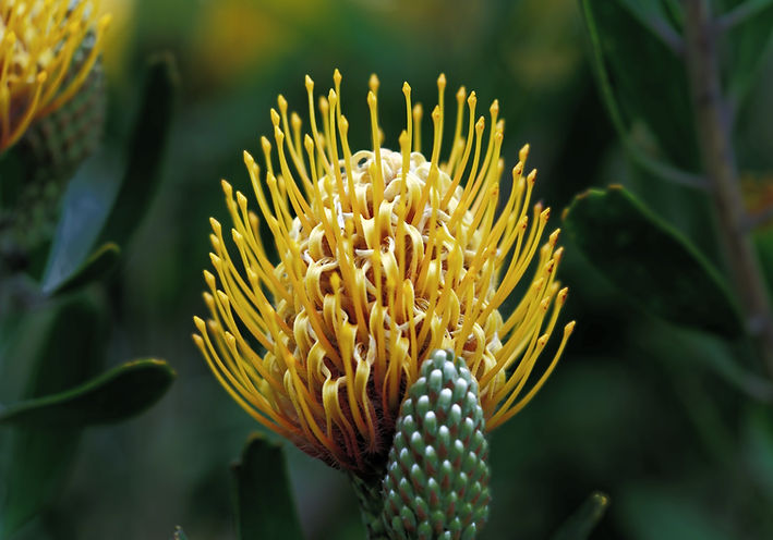 A large yellow flowering Protea on the Island of Madeira_edited.jpg