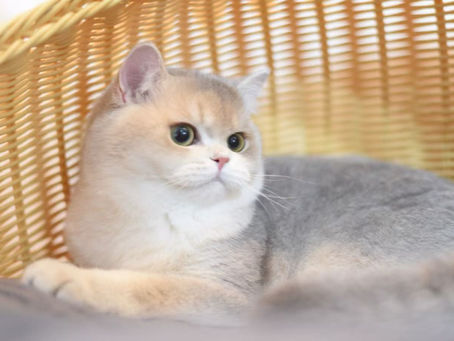 All About Kittens. Series 4: Playtime!