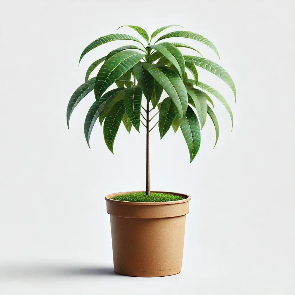 DALL·E 2024-06-19 11.39.45 - A potted sapling of a mango tree in a standard nursery container, shown individually with a white background for an online catalog. The