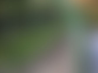 カボチャを植えました!