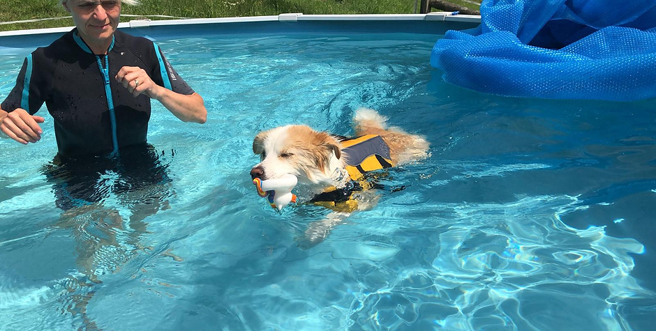 Hundeschwimmen Hydrotherapie Animalsport