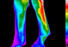Was leistet eine Equine Thermografie?