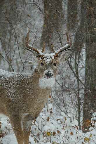 Covid and Wildlife