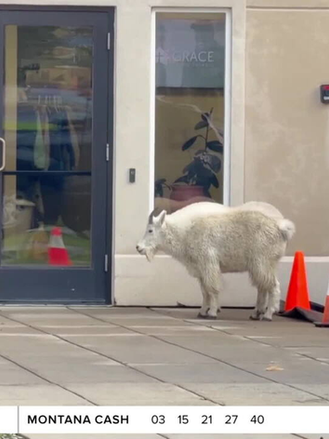 When goats wander