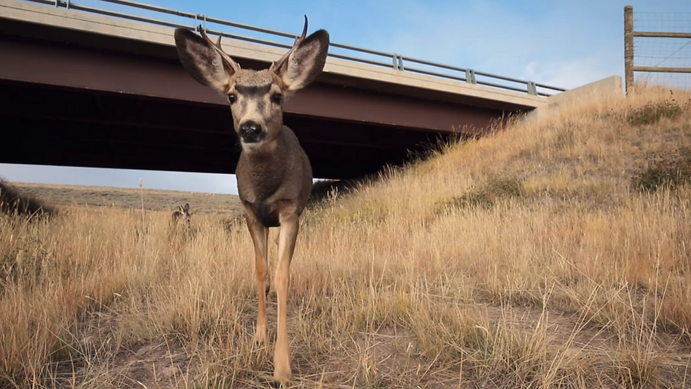 Facilitating Animal Movements; Reducing Roadkill