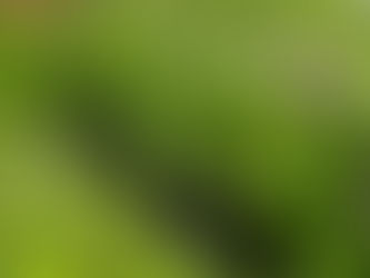 Natural Guardians: Harnessing the Power of Plants to Repel Invasive Insects in Your Garden and Home