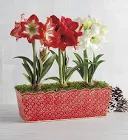 Amaryllis