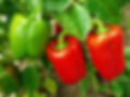 Sweet Peppers