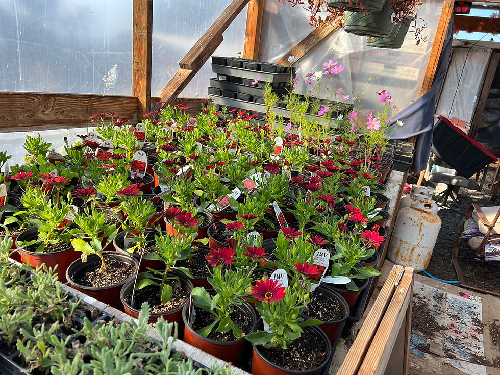 Ks Greenhouse