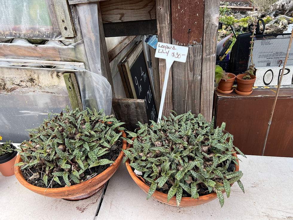 Lily In clay pots