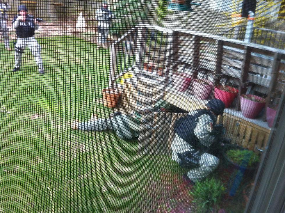 Mike and Chantal's backyard