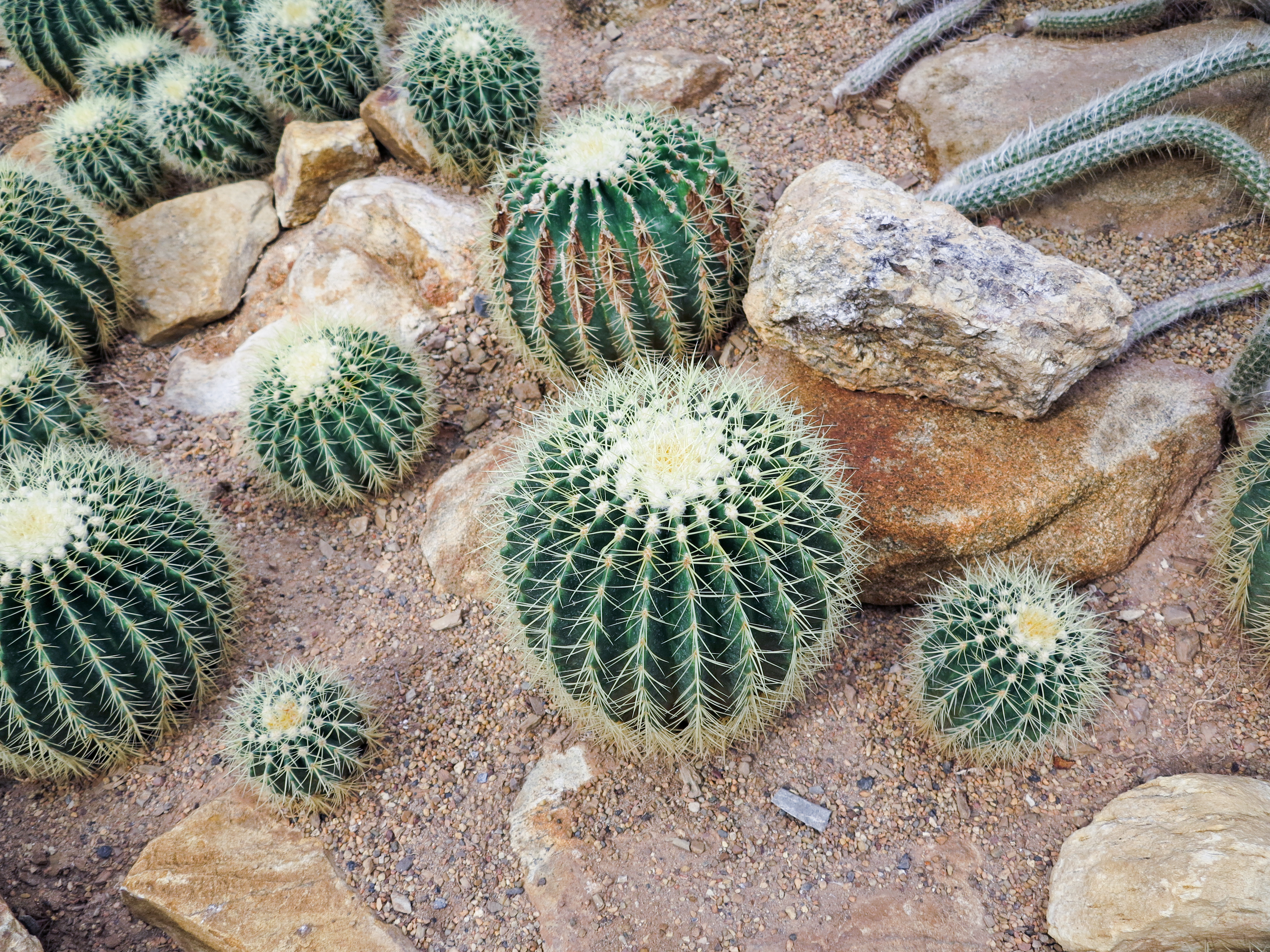 Sandy Soil