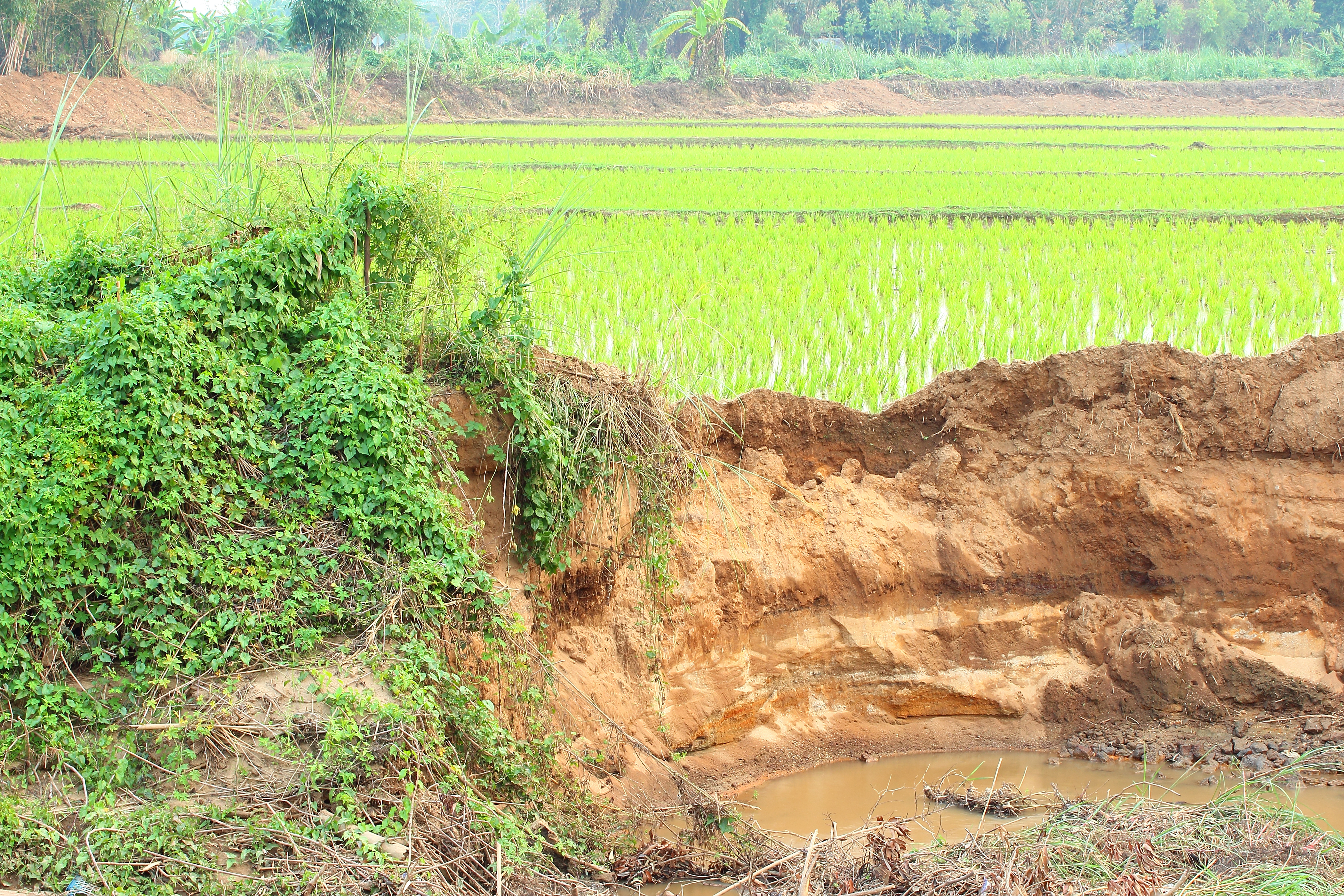 Clay Soil