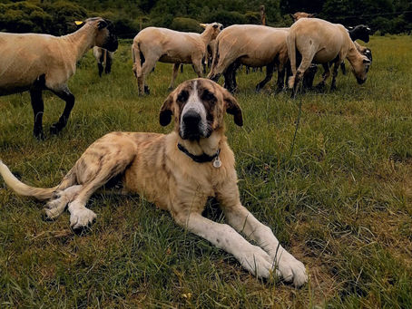 Un nouveau venu sur la commune de Vaulry ! Balou 