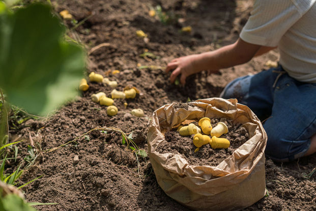 Art 22-240_A7R02447 Mandala Tulip Joguines Grapat.jpg