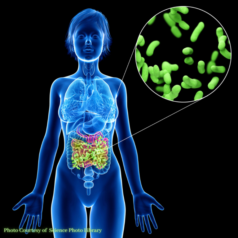 an illustration of gut microbiome inside out digestive system