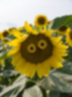 Beaded Sunflower Earrings