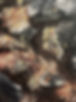 leaves closeup.jpg