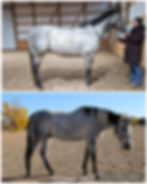 comparison of a horse with poor topline versus strong topline