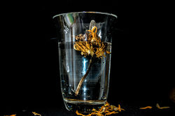 DEAD FLOWERS 8 instagram-