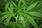 CBD: Is it the Magic Pill?