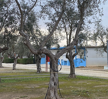 Olio Bio., olio evo., extarvergine di oliva., Riserva naturale del belice., Parco Archeologico Selinunte., olive da Mensa., Condimenti., Patè., Pomodori secci., marmellata., fichi mandarini limoni arance., il tempio dell'olio., Azienda Agricola Casamento.,