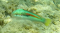 MALE Rainbow Wrasse (Coris Julis)