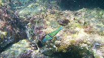 MALE Ornate Wrasse Fish. LOCATION: The Saronic Gulf, Athens – GREECE. www.ancientwatersphotography.com