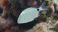 White Seabream (Diplodus Sargus)
